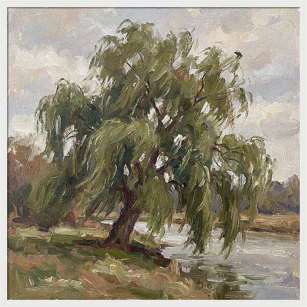 Willow Tree By The River