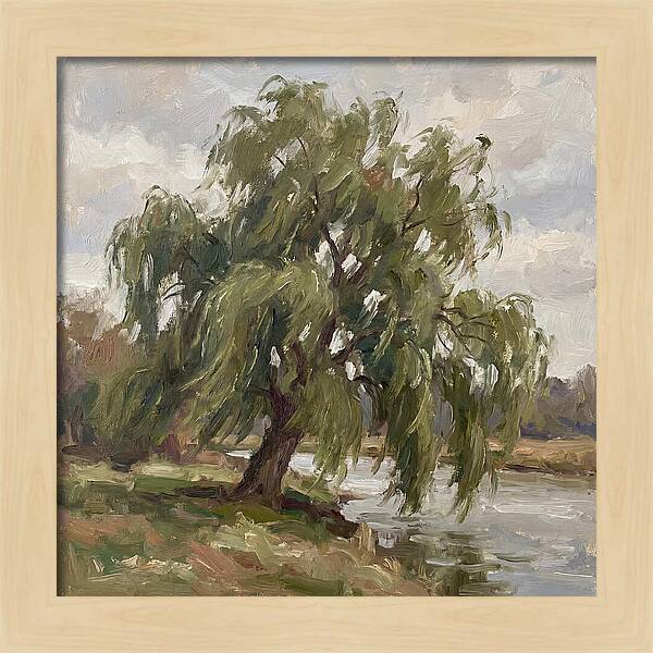 Willow Tree By The River