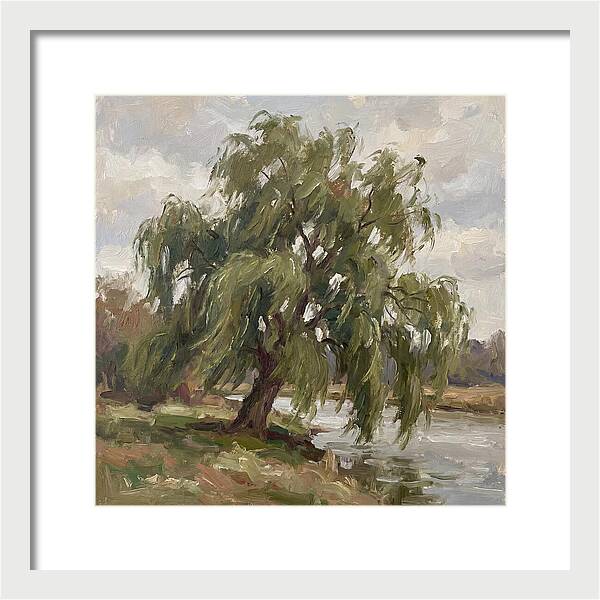 Willow Tree By The River