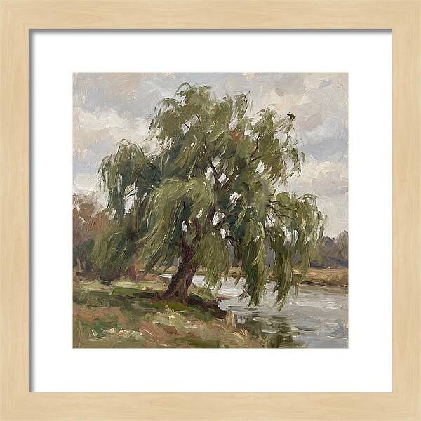 Willow Tree By The River