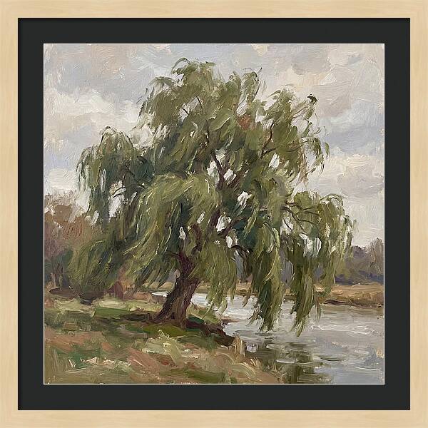 Willow Tree By The River