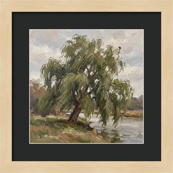 Willow Tree By The River