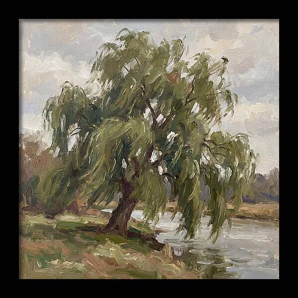 Willow Tree By The River