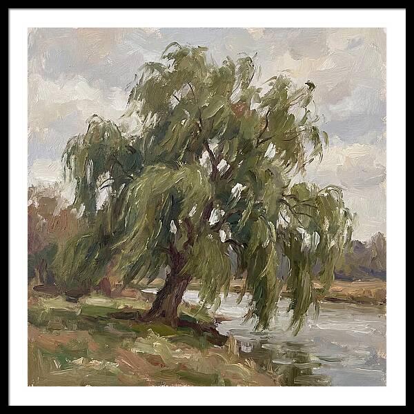 Willow Tree By The River