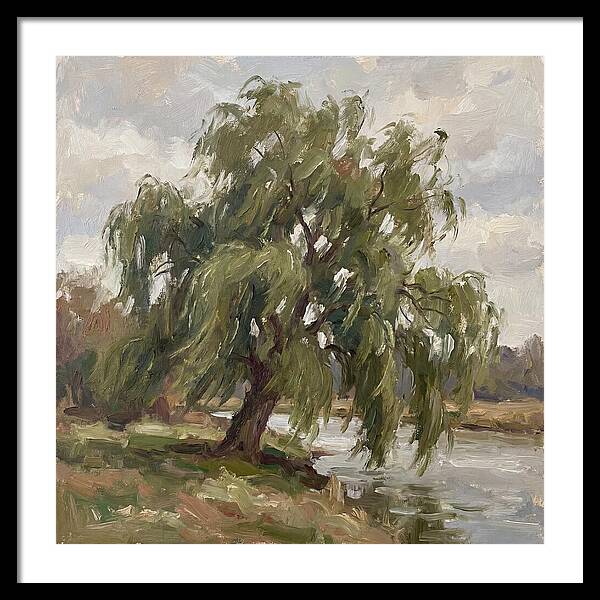 Willow Tree By The River