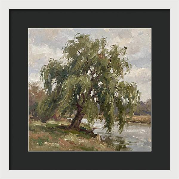 Willow Tree By The River