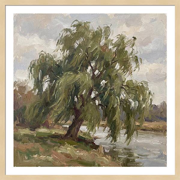 Willow Tree By The River