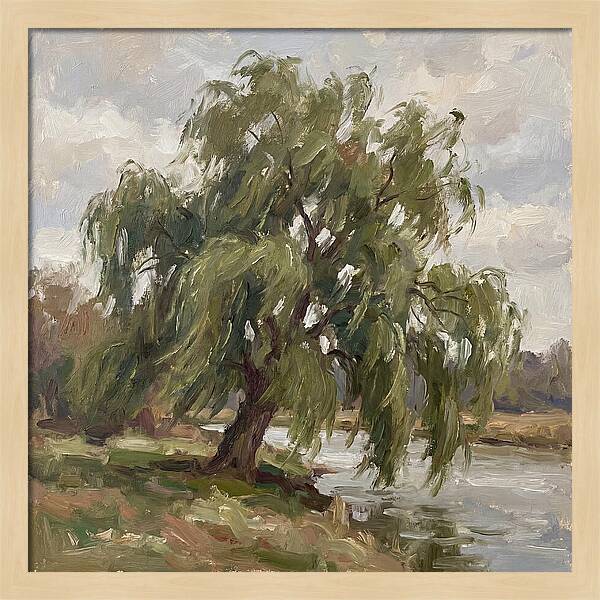 Willow Tree By The River
