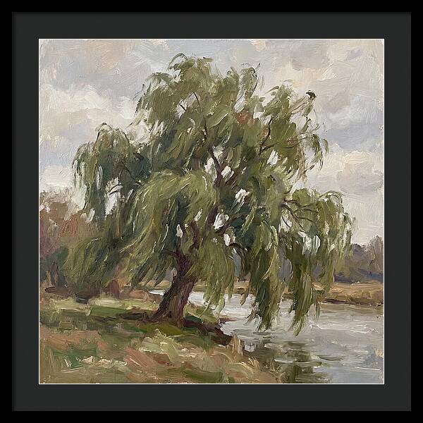 Willow Tree By The River