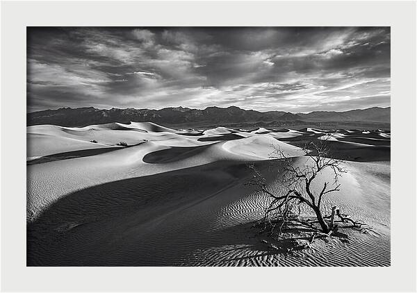 Wind Sculpted Dunes In Monochrome