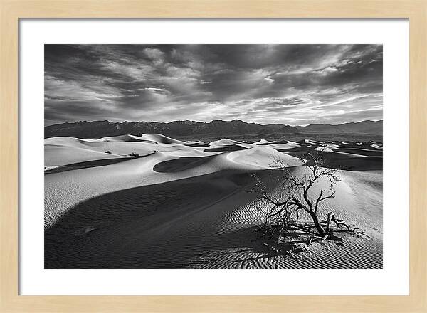 Wind Sculpted Dunes In Monochrome