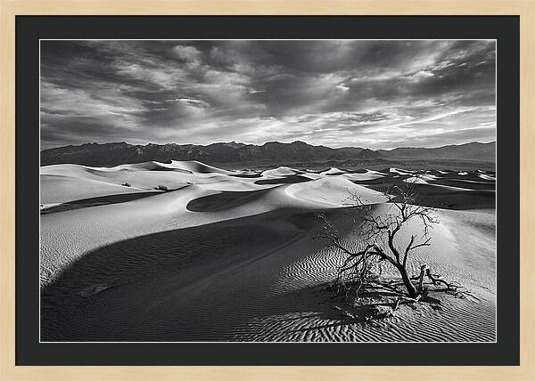 Wind Sculpted Dunes In Monochrome