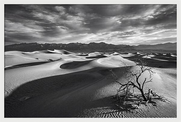 Wind Sculpted Dunes In Monochrome