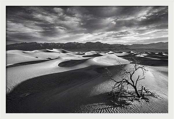 Wind Sculpted Dunes In Monochrome