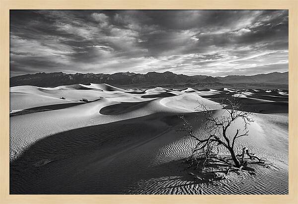 Wind Sculpted Dunes In Monochrome