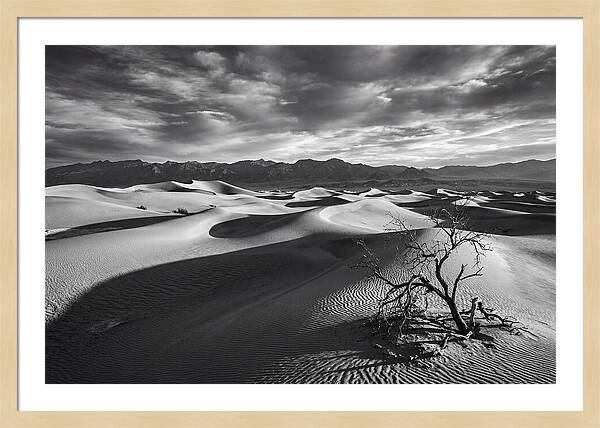 Wind Sculpted Dunes In Monochrome