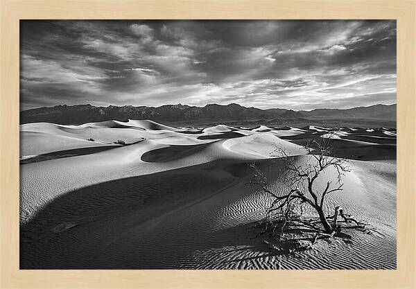 Wind Sculpted Dunes In Monochrome