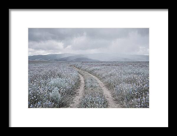 Winding Path Through Wildflowers