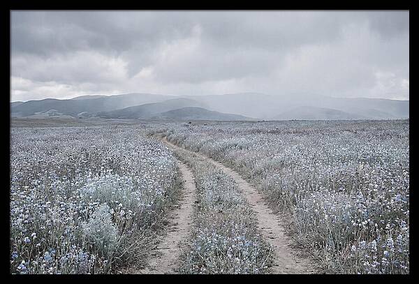 Winding Path Through Wildflowers