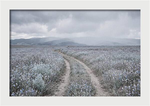 Winding Path Through Wildflowers