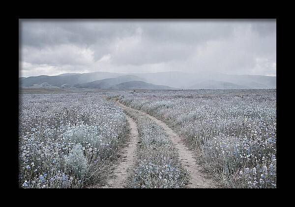 Winding Path Through Wildflowers