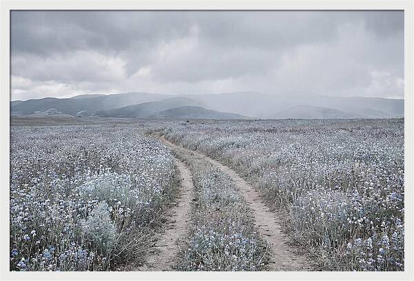 Winding Path Through Wildflowers