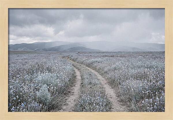 Winding Path Through Wildflowers