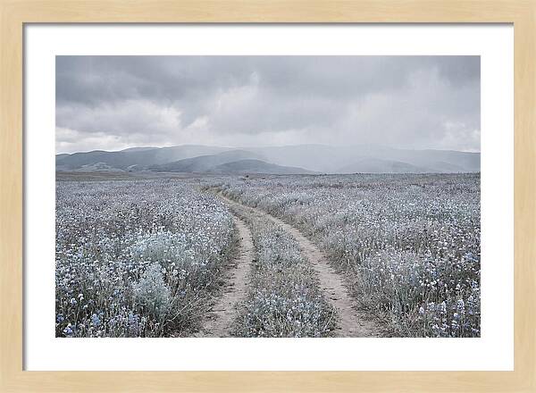 Winding Path Through Wildflowers
