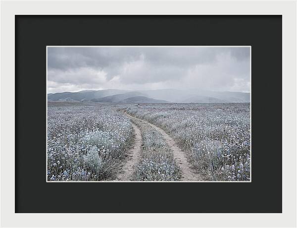 Winding Path Through Wildflowers