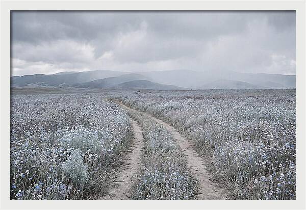 Winding Path Through Wildflowers