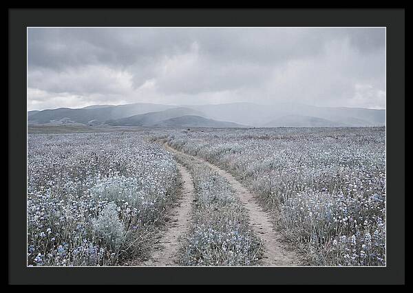 Winding Path Through Wildflowers