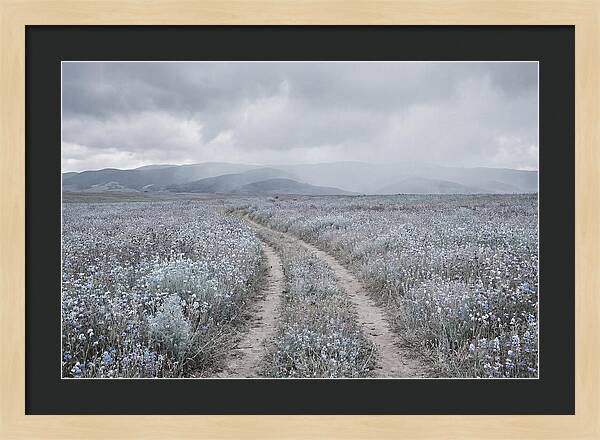 Winding Path Through Wildflowers