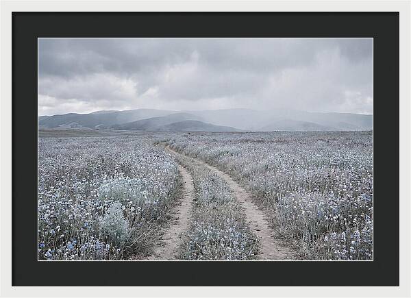 Winding Path Through Wildflowers