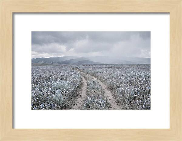 Winding Path Through Wildflowers