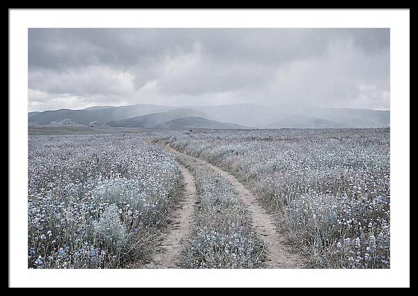 Winding Path Through Wildflowers