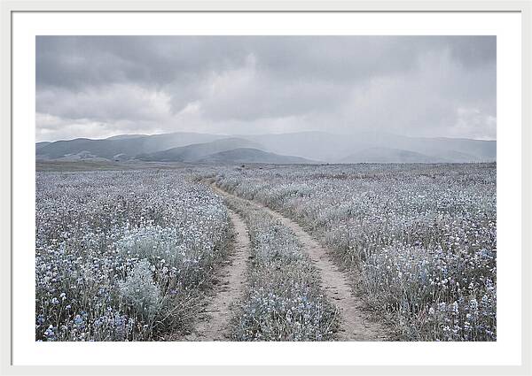 Winding Path Through Wildflowers