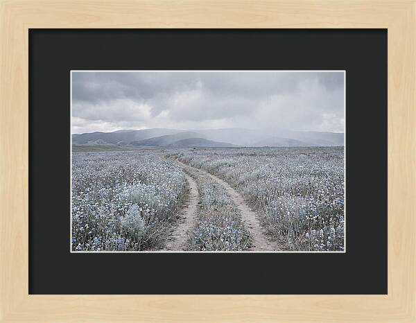 Winding Path Through Wildflowers
