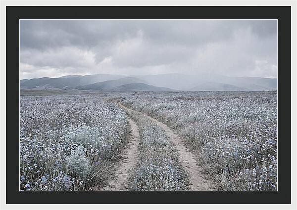 Winding Path Through Wildflowers