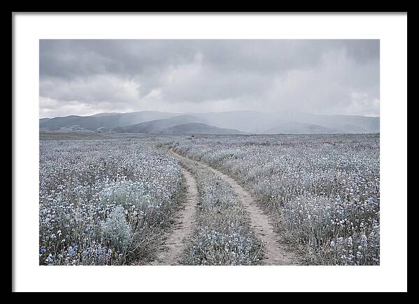 Winding Path Through Wildflowers
