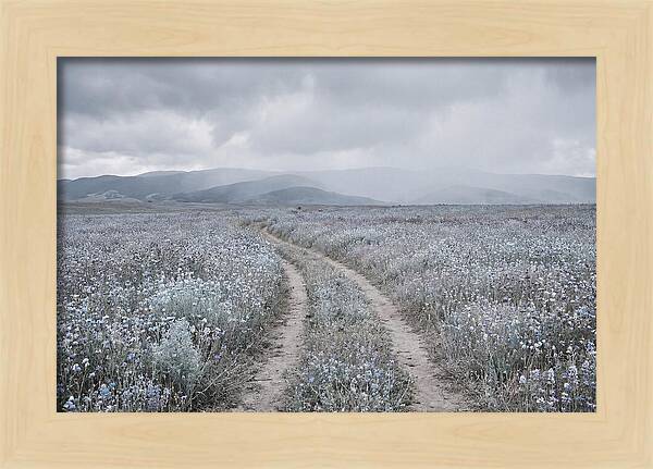 Winding Path Through Wildflowers