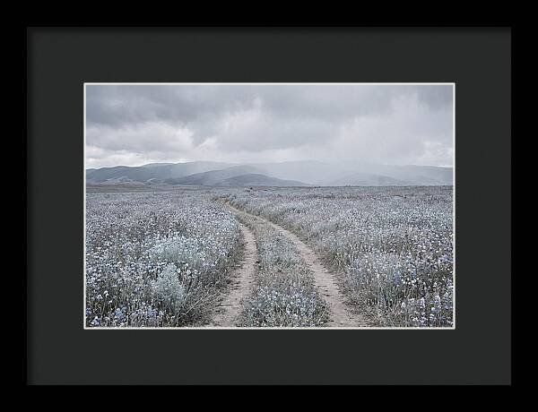 Winding Path Through Wildflowers