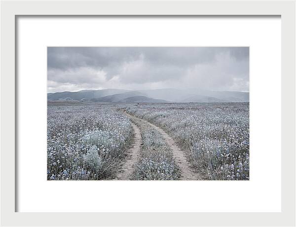 Winding Path Through Wildflowers
