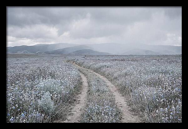 Winding Path Through Wildflowers