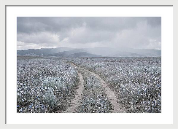 Winding Path Through Wildflowers