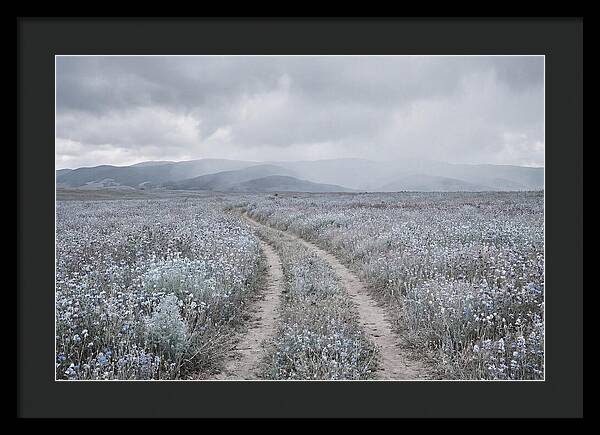 Winding Path Through Wildflowers