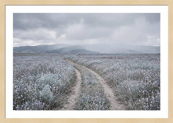 Winding Path Through Wildflowers