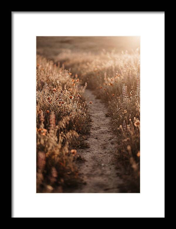 Winding Path Through Wildflowers