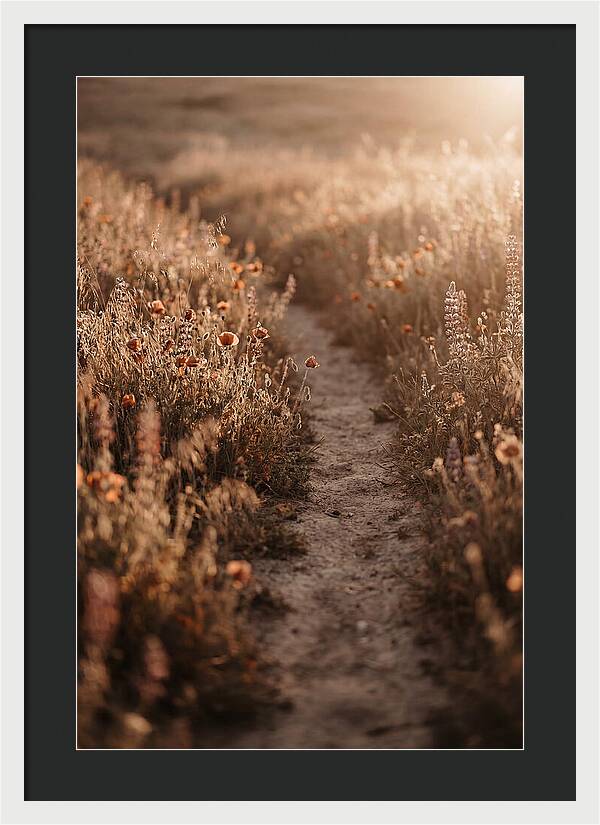 Winding Path Through Wildflowers