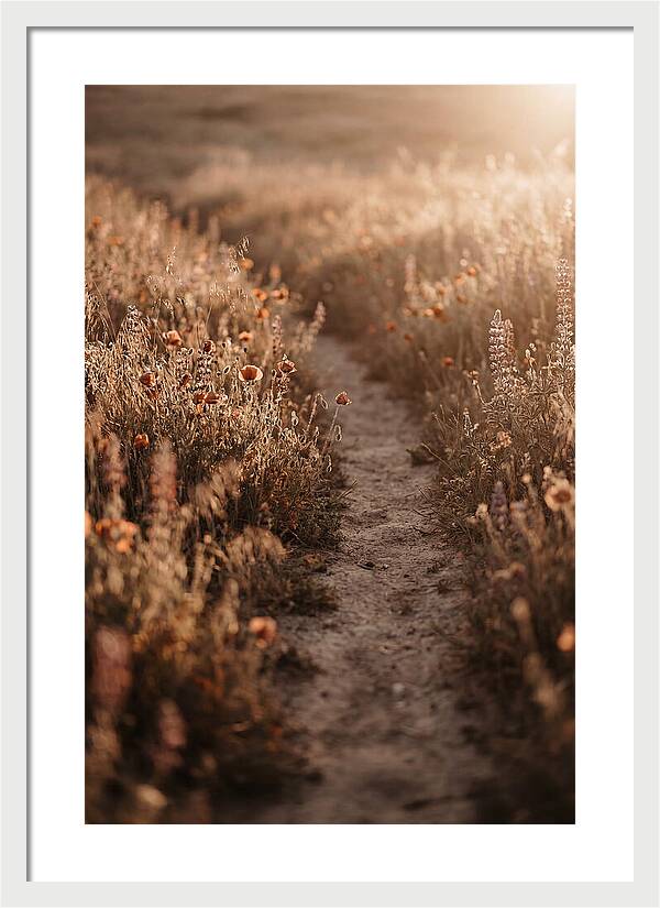 Winding Path Through Wildflowers