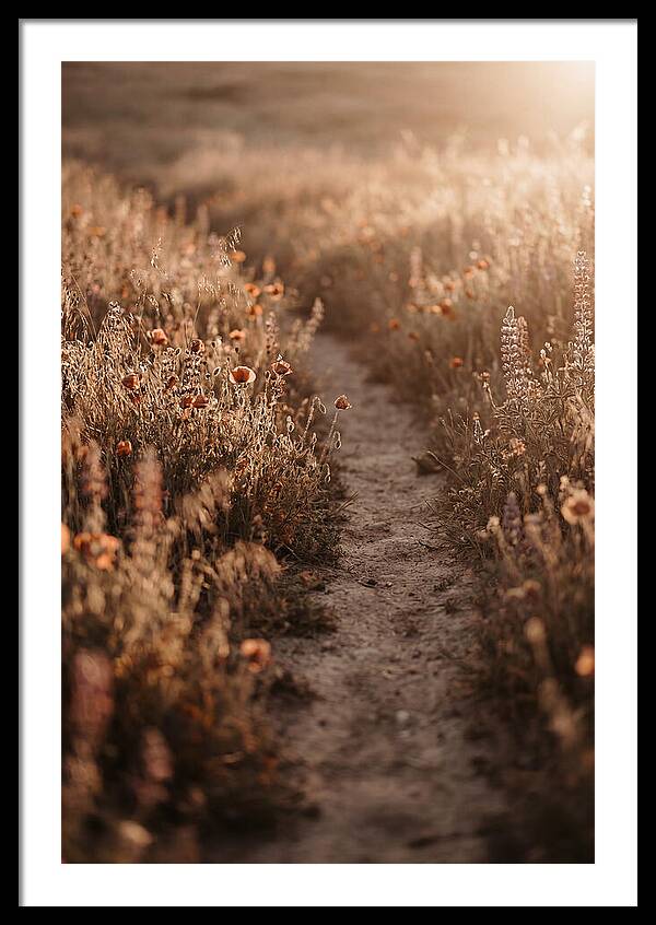 Winding Path Through Wildflowers
